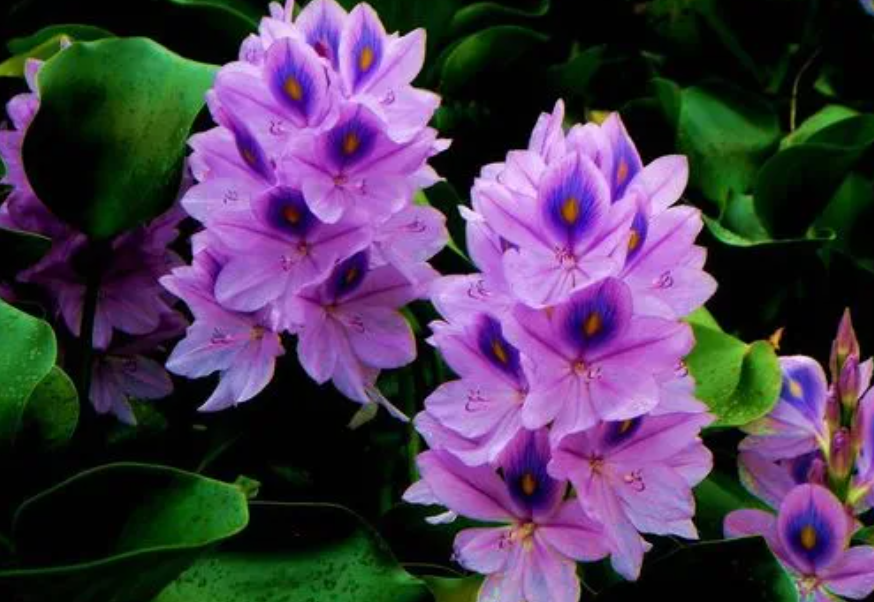 凤眼莲和莲花生长环境一样吗