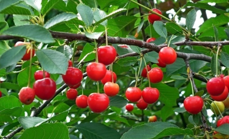 樱桃树湖南种会结果吗