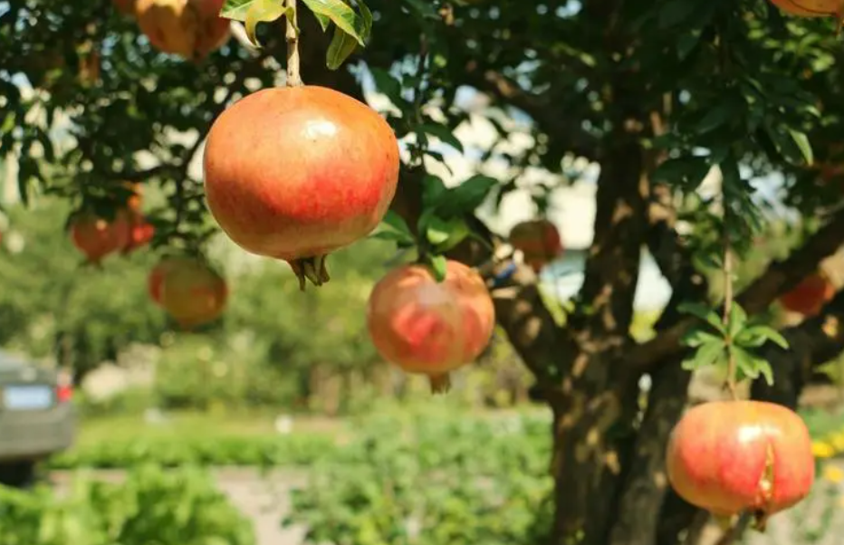 石榴树抽出了新的枝条