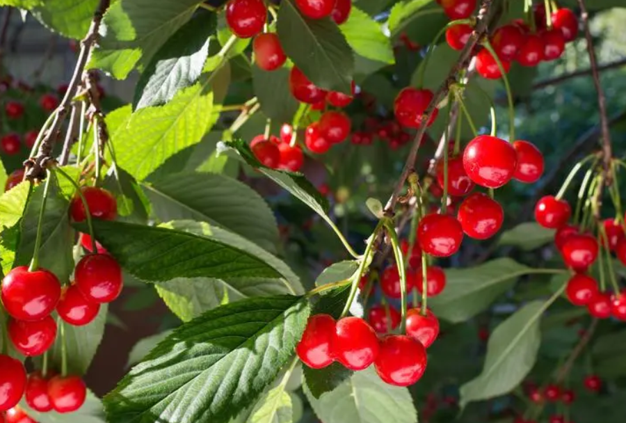 河南能不能种樱桃树