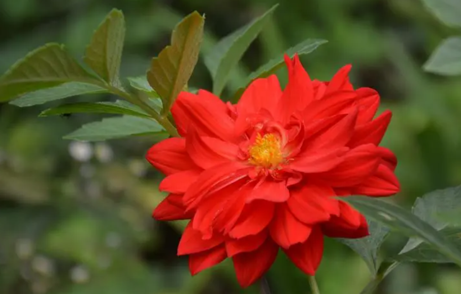 大丽花种子种植好还是种球好