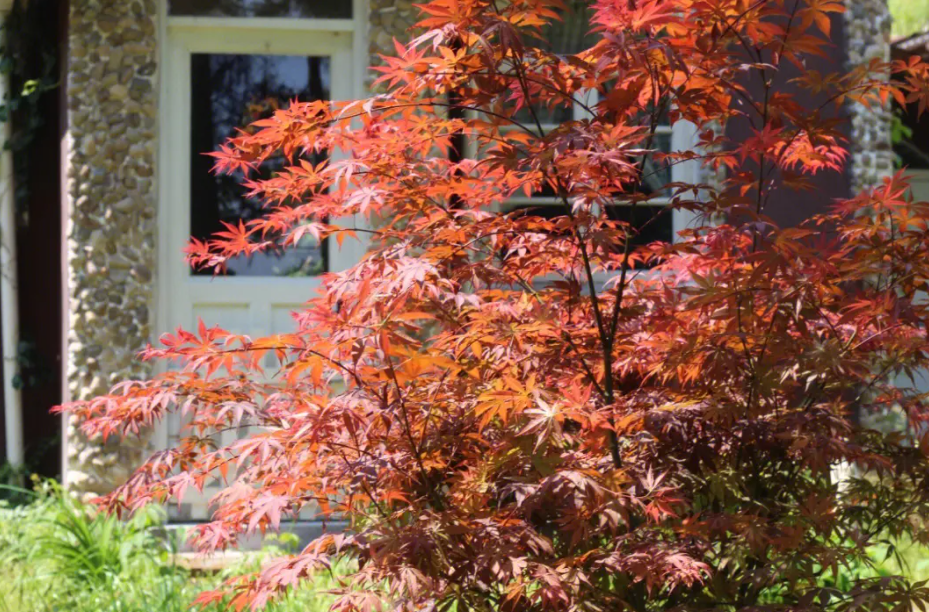 坐北朝南的院子西边种什么树