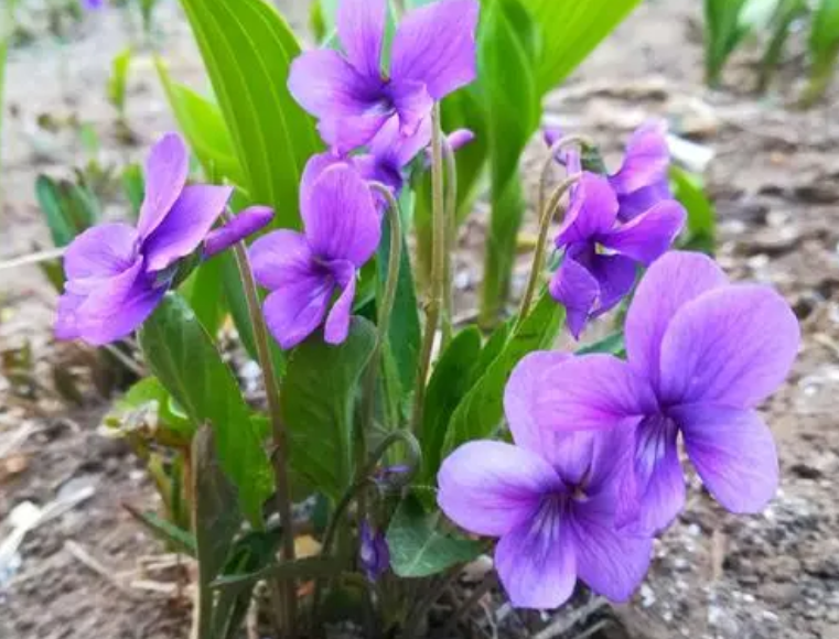 紫花地丁能活几年