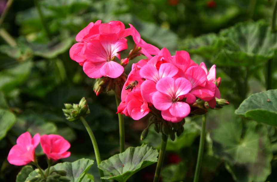 天竺葵开花期间能施肥吗