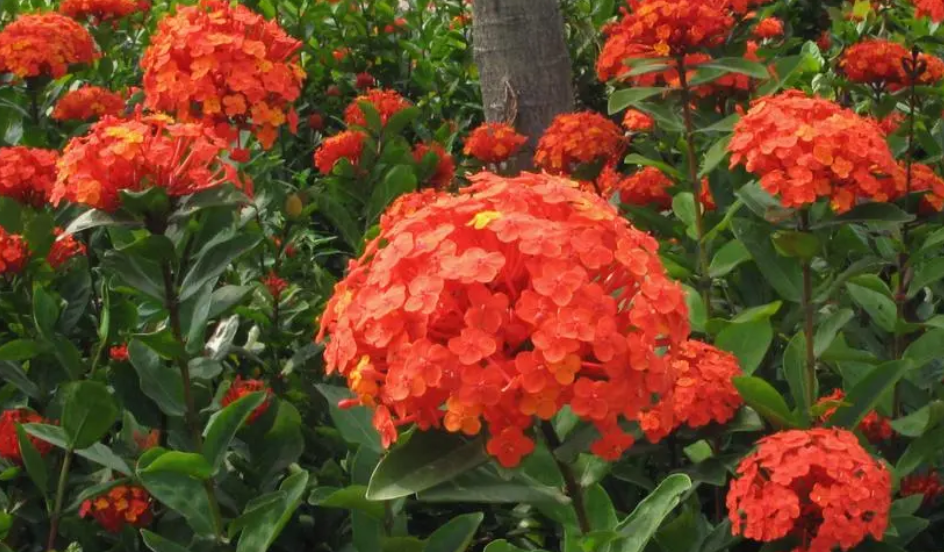 龙船花开花时可以施肥吗