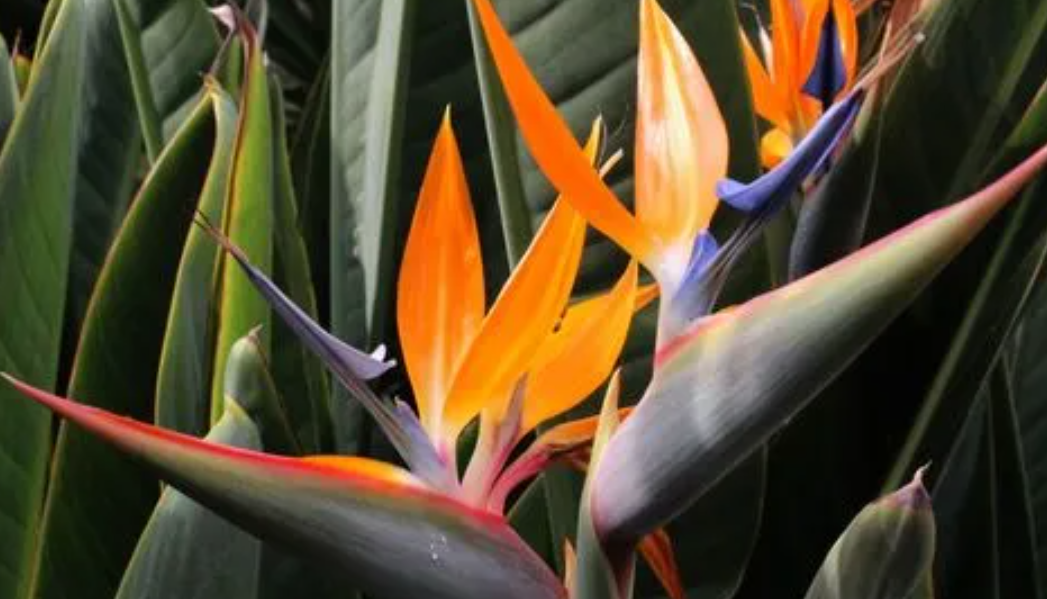 鹤望兰怎样养才能开花