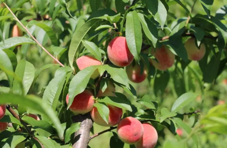 门前种桃树风水好吗