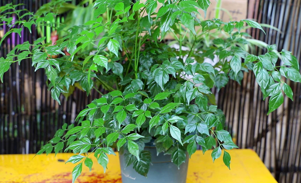 幸福树夏天施什么肥