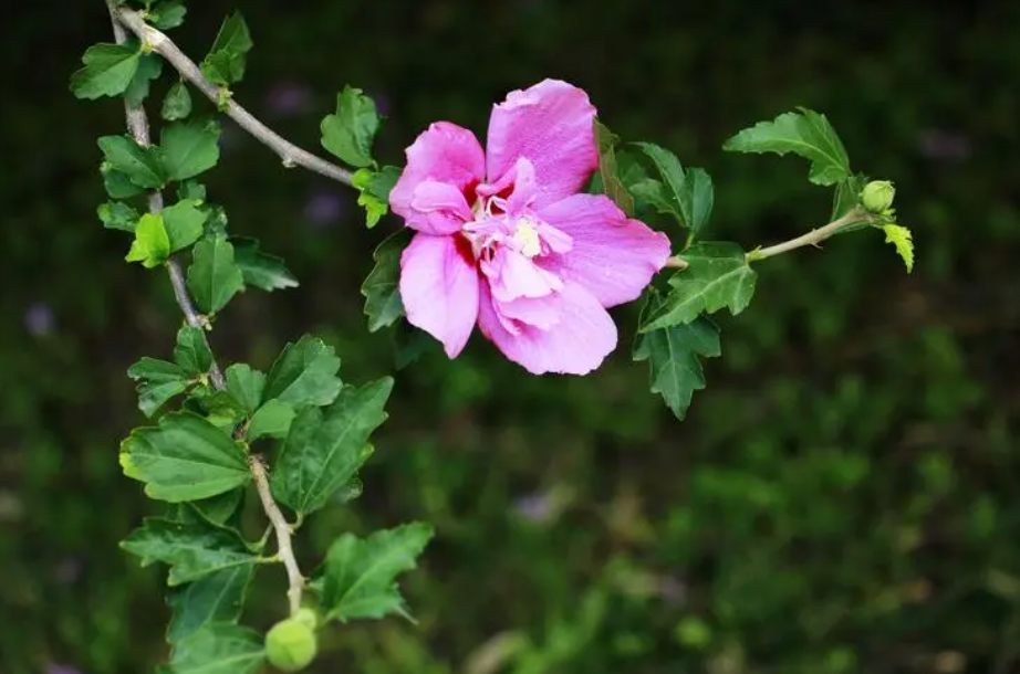 木槿花换盆后叶子发蔫怎么办