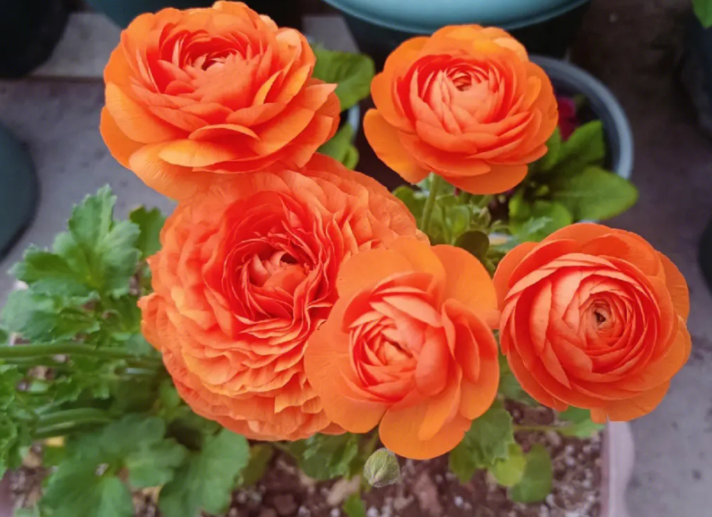 花毛茛浇水完蔫了