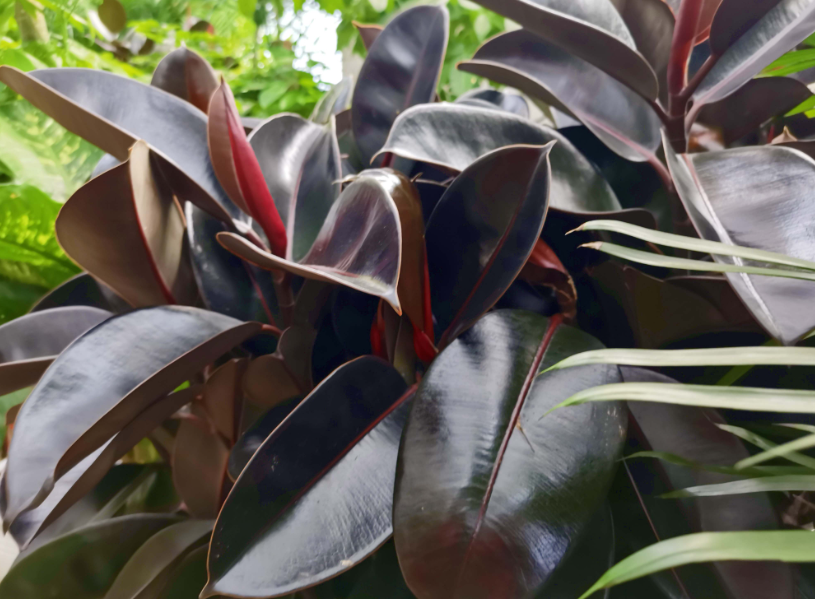 橡皮树怎样能快速长出新根