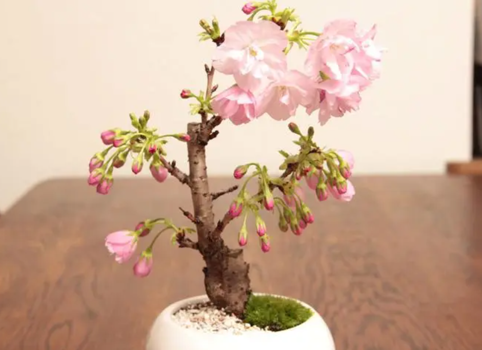 樱花盆栽养殖方法和注意事项