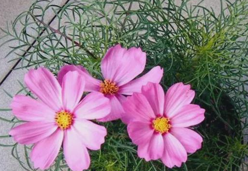 什么花种子生长最快