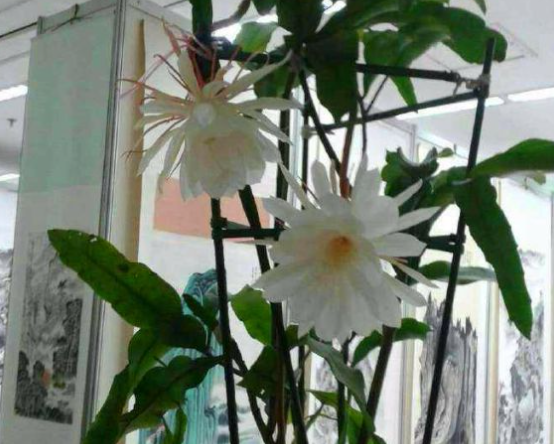 家庭养昙花为什么不开