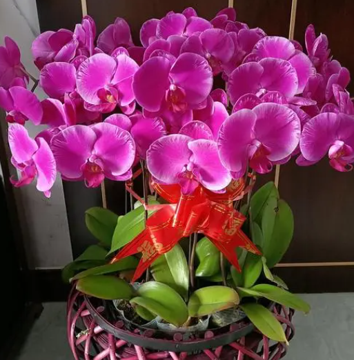 兰花专用肥可以给蝴蝶兰用吗