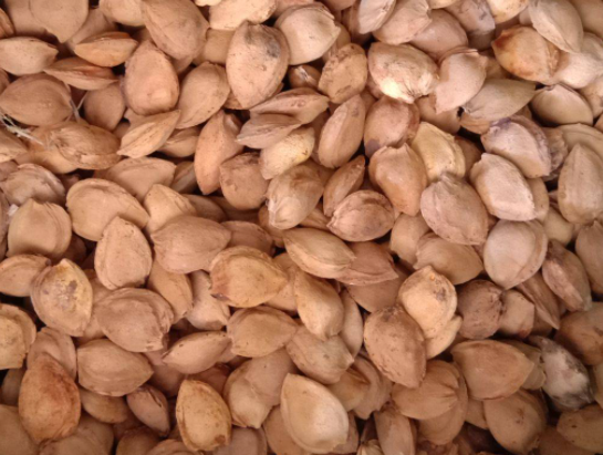 杏核怎样种出杏树苗