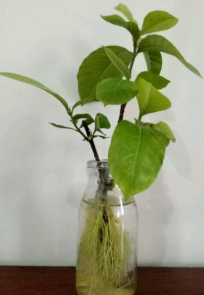 栀子花泡水生根法