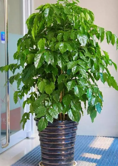 冬天幸福树怎么养