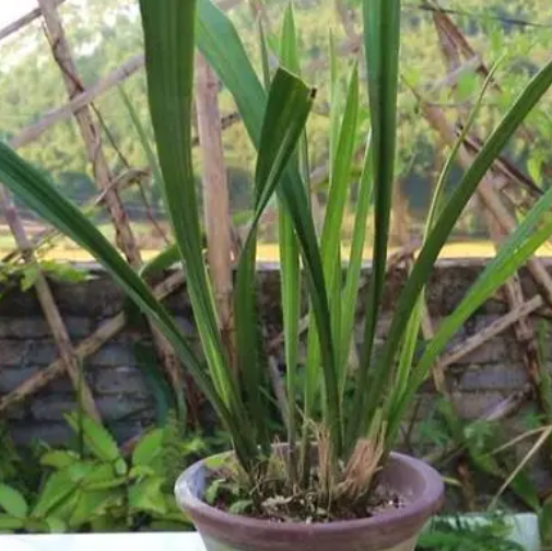 兰花冬天怕晒吗