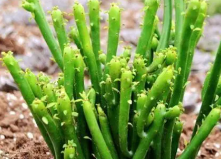 膨珊瑚怎样才能开花