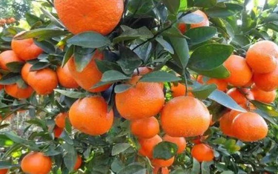 桔树什么时候施肥效果最好