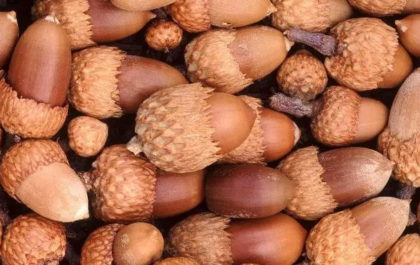 橡子树的果怎么吃法