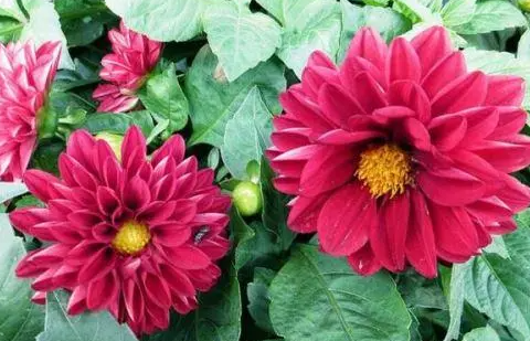 大丽花水浇多了会死吗