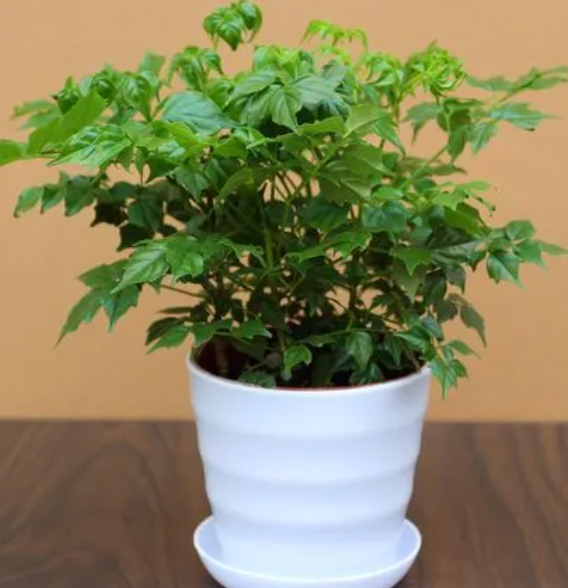 小幸福树的养殖方法和注意事项盆栽