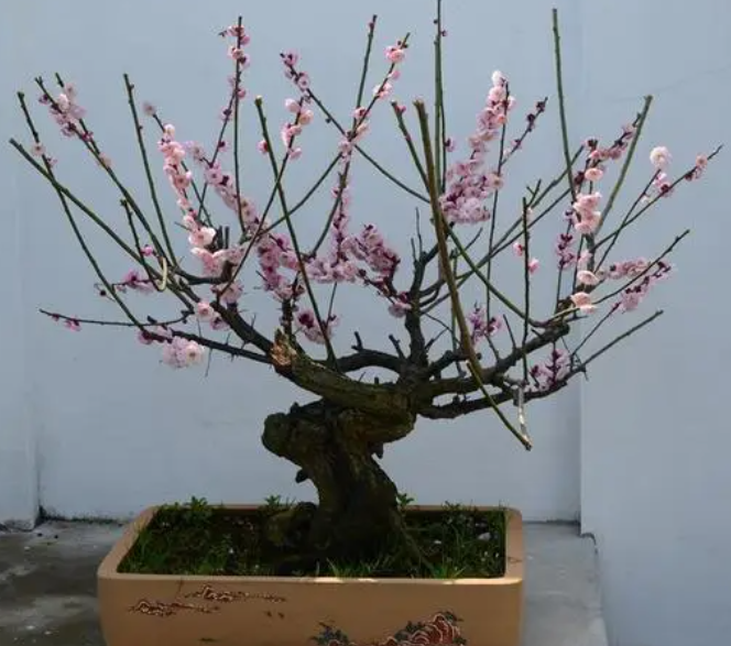梅花盆景怎么修剪
