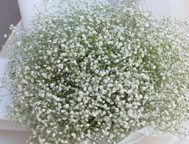 满天星花束可以存放多久