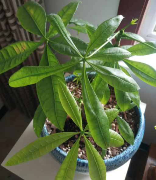 新买的发财树如何处理