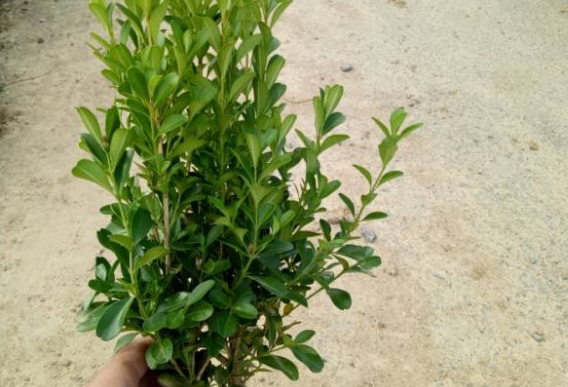 黄杨树移植季节注意事项