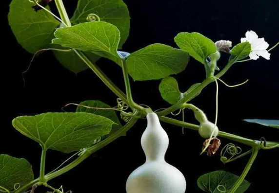 葫芦能种到花盆里在屋里养