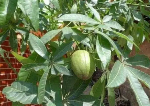 发财树果实能种吗