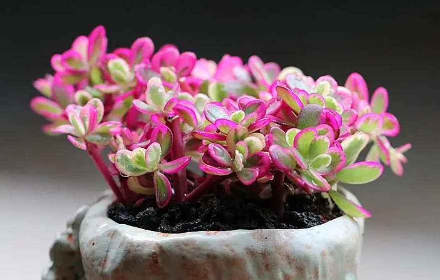 太阳花锦夏天怎么养