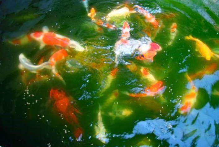 养鱼水浇什么花好