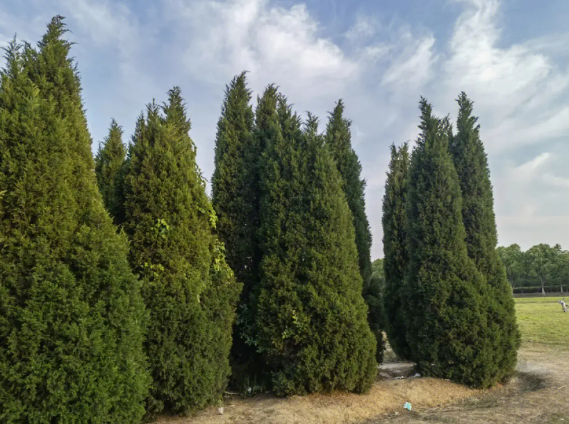 柏树的风水作用和寓意