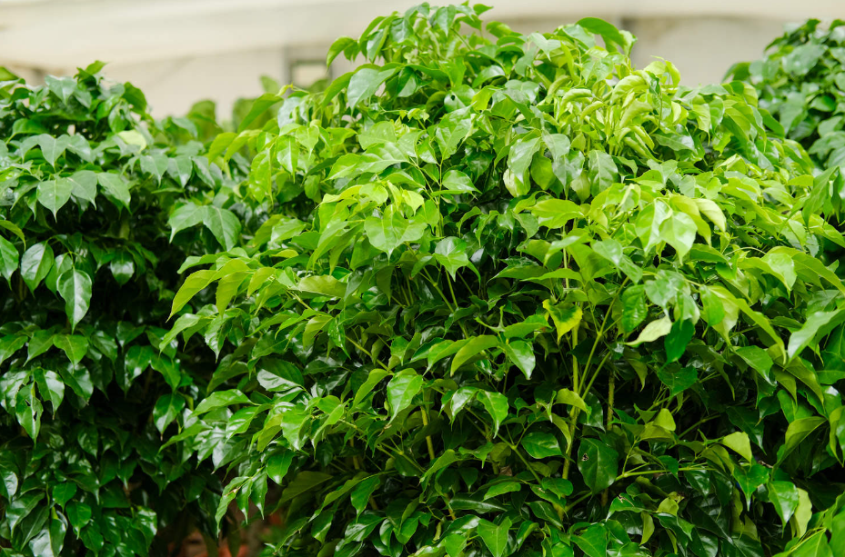 绿宝树的寓意和象征