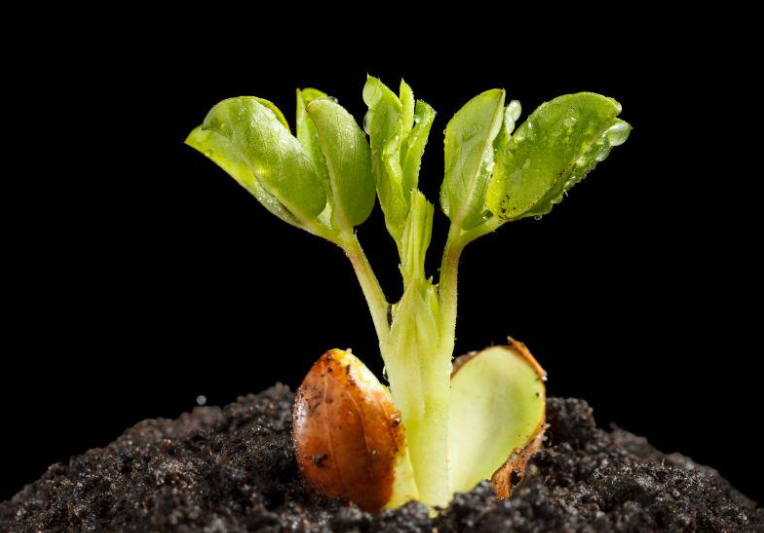 花生种子发芽生长的过程并记录下来