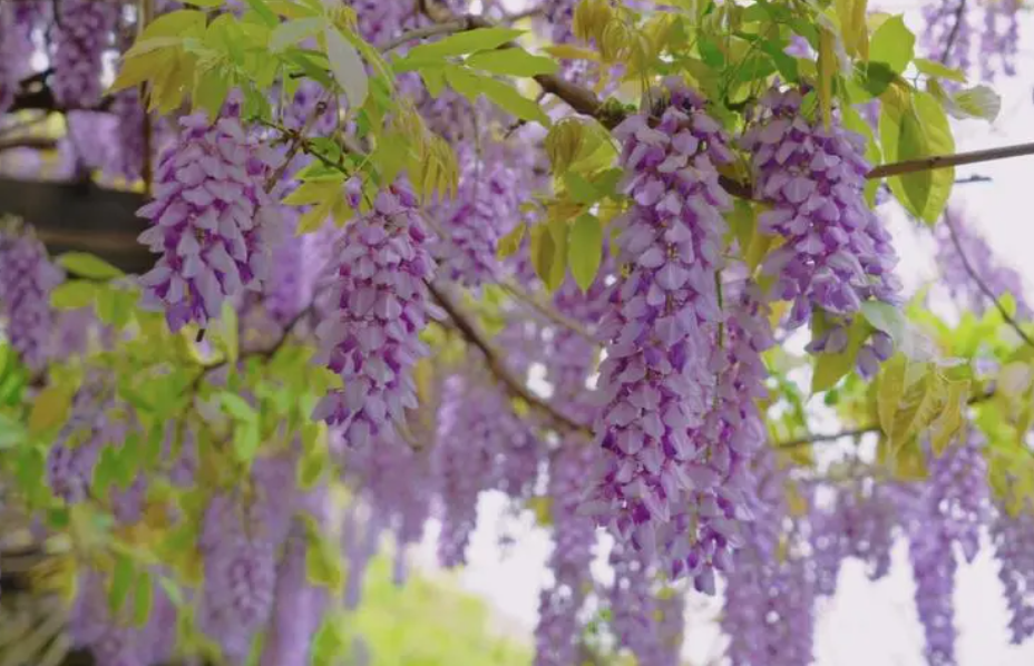 紫藤广东能开花么
