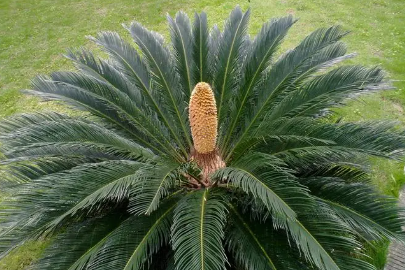 铁树8月份修根换盆