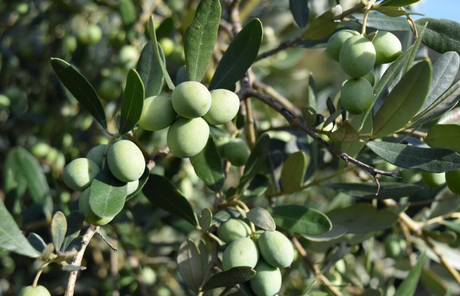 橄榄树多少年可以结果