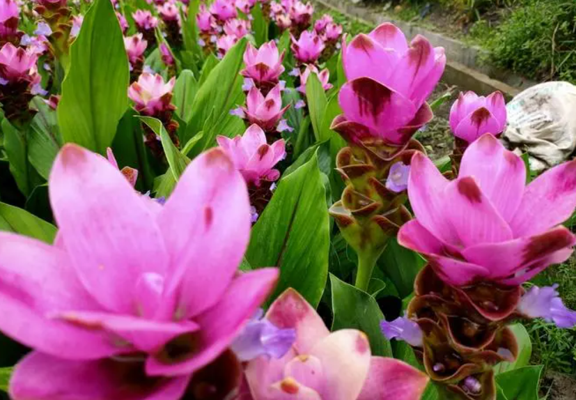 姜荷花的养殖方法