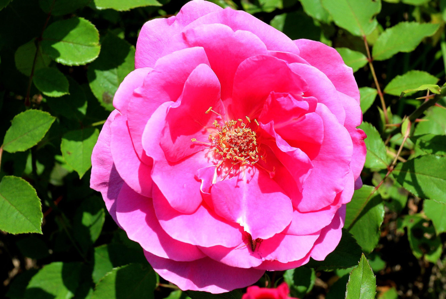 月季花怎么插枝