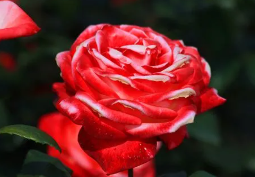 月季花成活率最高