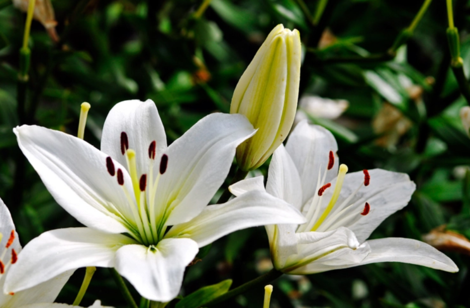 百合花种植方法