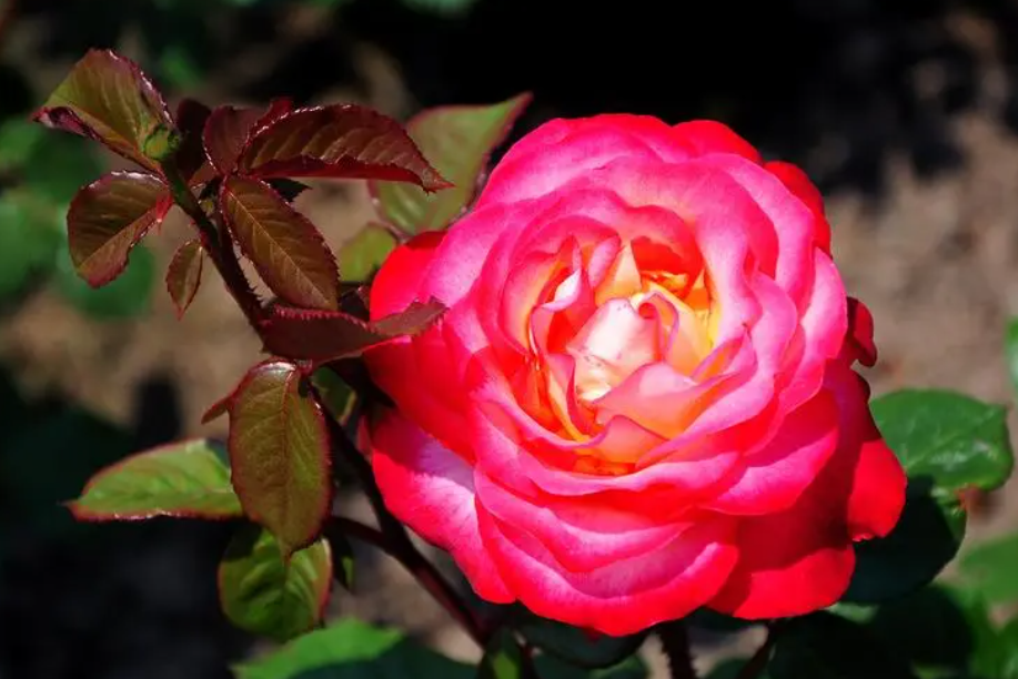 月季哪些芽点是花芽