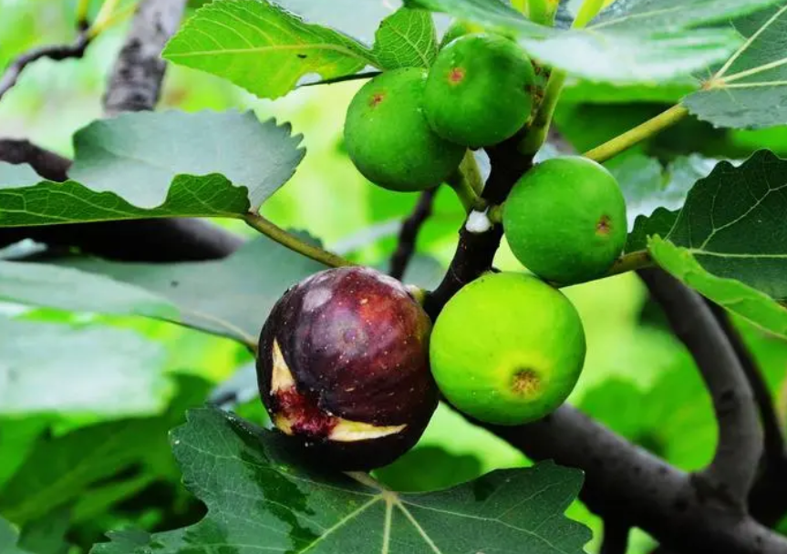 无花果可以用松针土吗