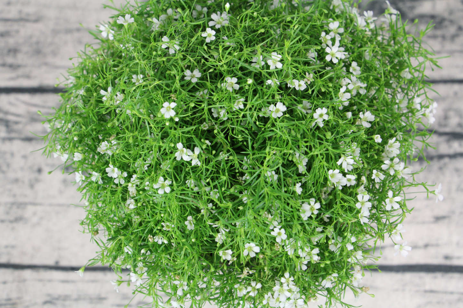 满天星要种多久才能开花