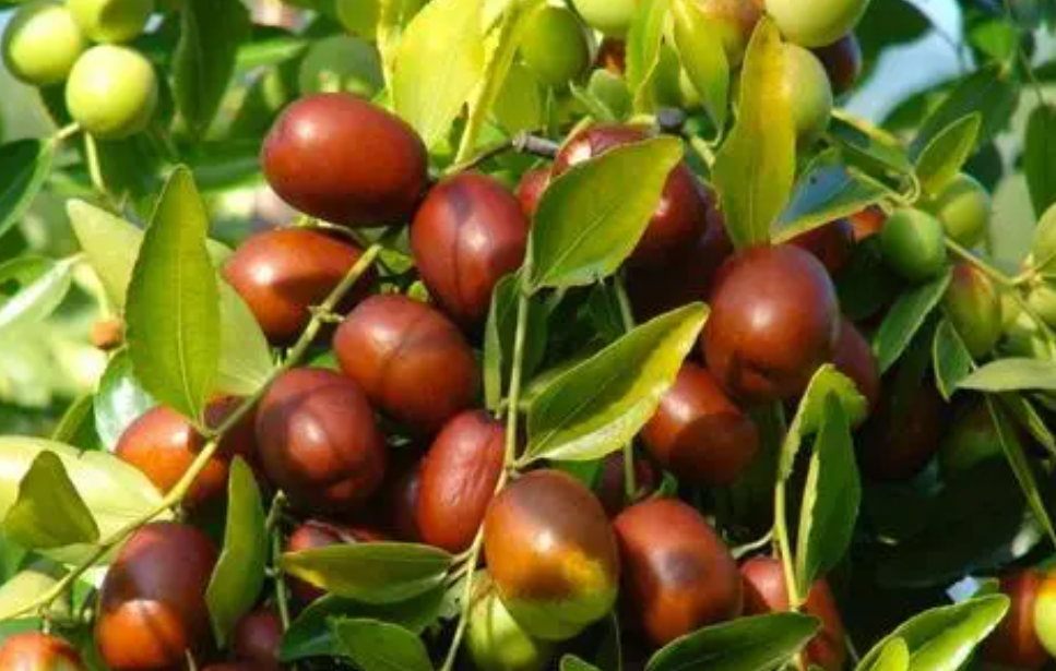 枣树什么杀菌药最好